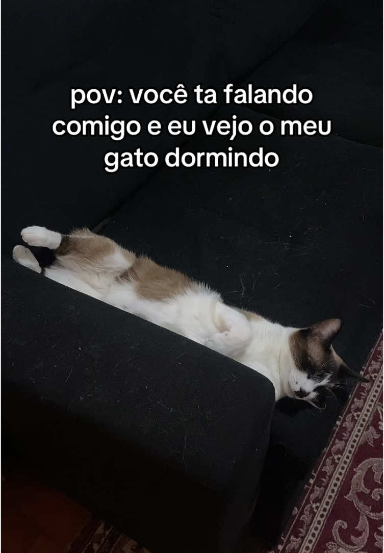 ELE É TAO FOFO TAO LINDO EU AMO O MEU GATO