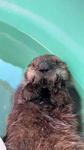 Have you ever heard a sea otter pup vocalize? 🎤🦦 It’s higher pitched than most people expect, and can be quite ear piercing! 🤯 Luna was very vocal back when she was this tiny! 😍 #marinemammalrescue #babyseaotter #luna #vocals #seaotter #otterpup 