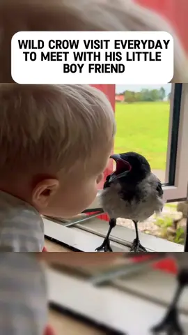 Wild Crow Visits  Every Day to Play with His Baby Friend - Unbelievable Bond 😱 . #creatorsearchinsights #WildCrow #AnimalsFriendship #TikTokAnimals #heartwarmingtales #cuteanimals #AnimalsOfTikTok #Crow #crowsoftiktok 