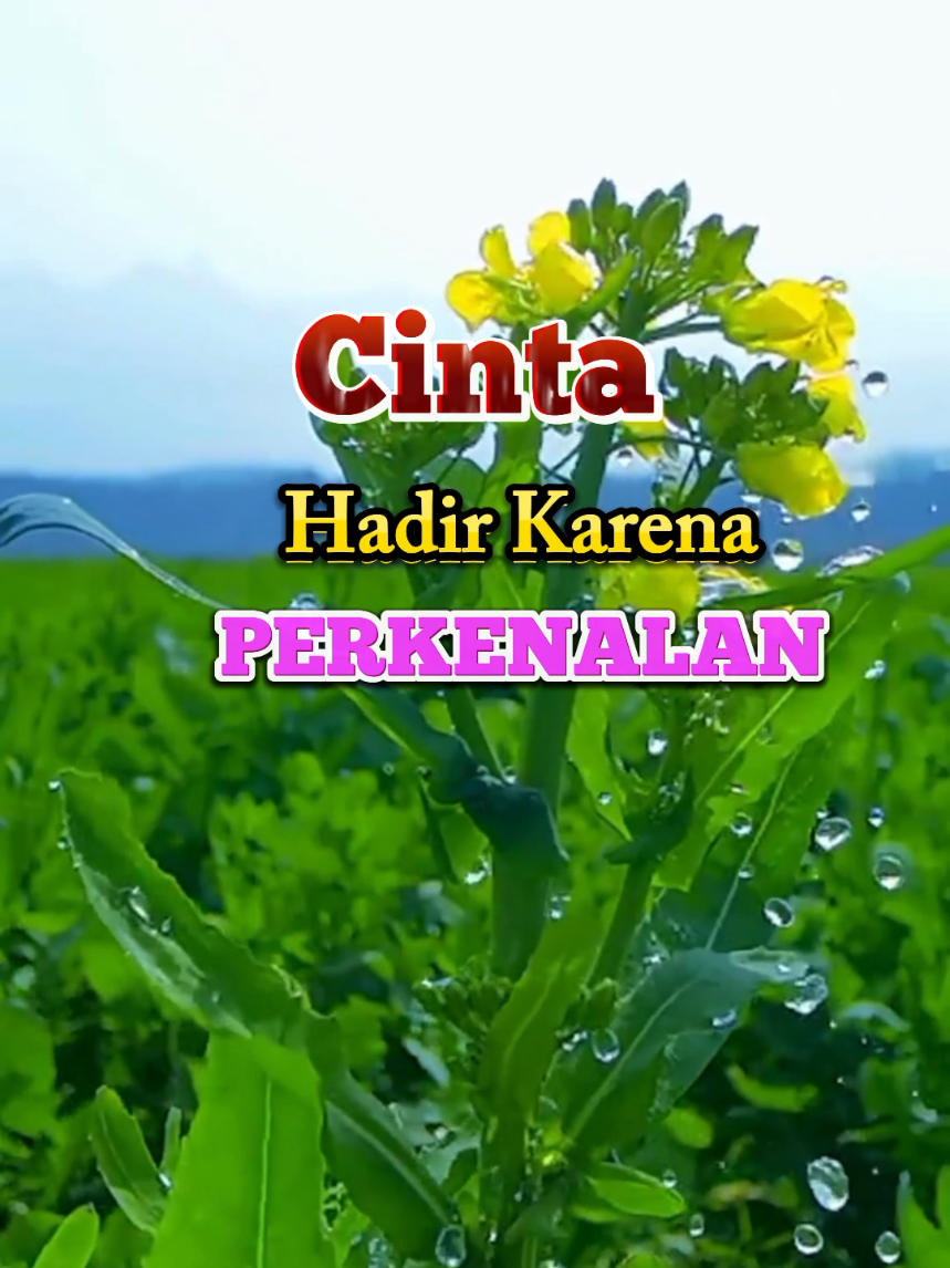 cinta hadir karena perkenalan #katakatabijak #katakatamotivasi #katakatamutiara #fyp #CapCut 