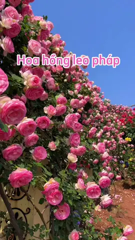 Hoa hồng leo #hoahồng #cây #câycảnh 