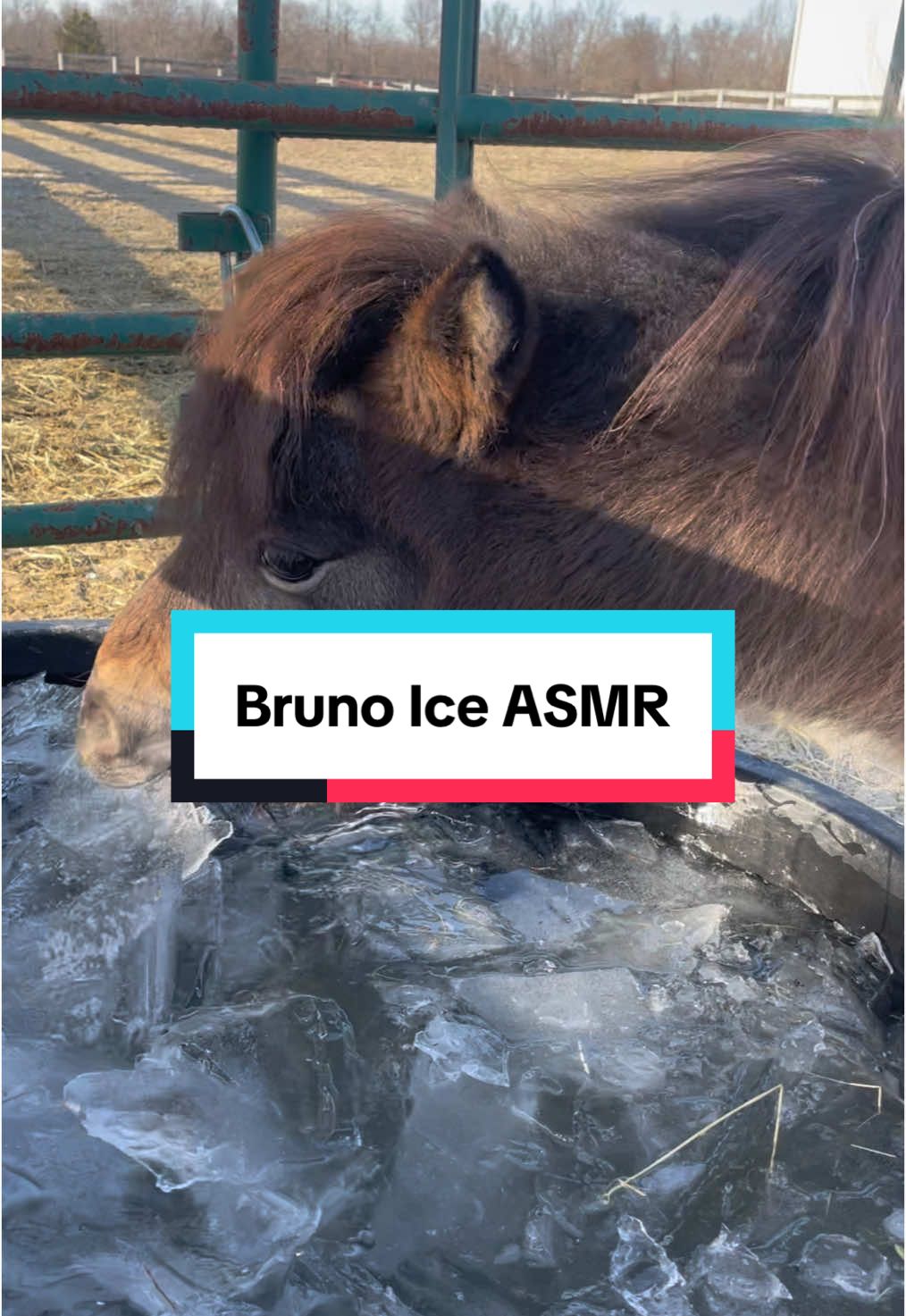 Bruno loves crunchy ice #minihorse #miniaturehorse #fyp #foryoupage #stallion #horse #pony #horsesoftiktok #horses #ponies #minipony #miniaturepony #fypシ゚viral #fypツ #cute 