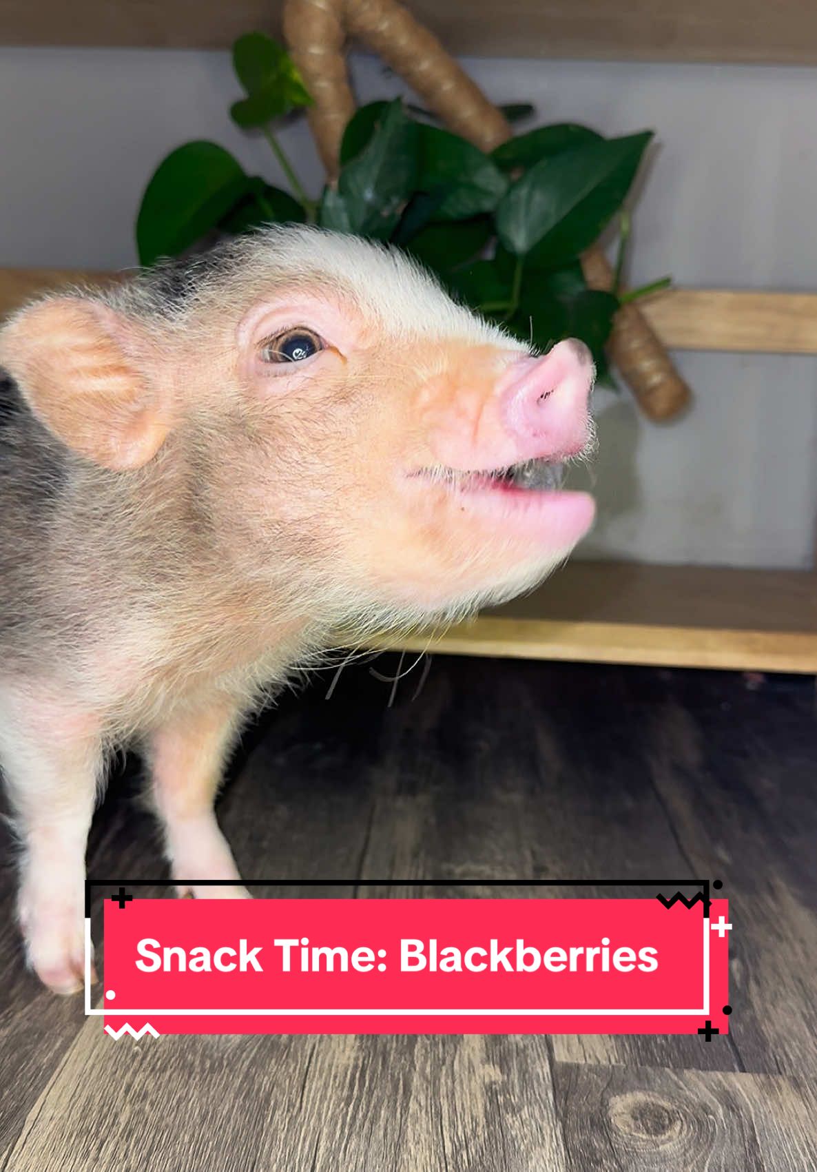 Happy New Year, everyone! We are back! Enjoy!! #asmr #asmrsounds #minipig #pigsoftiktok #piglet #pig #piggy #cute #cuteanimalsoftiktok #minipigsoftiktok #blackberries 