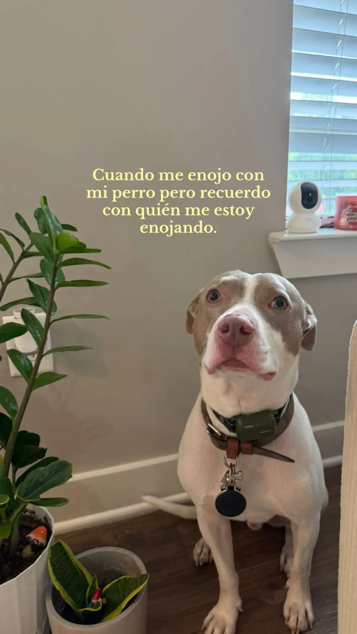 Soy la culpable jajajajaja  #dogsoftiktok #perritostiktokers 