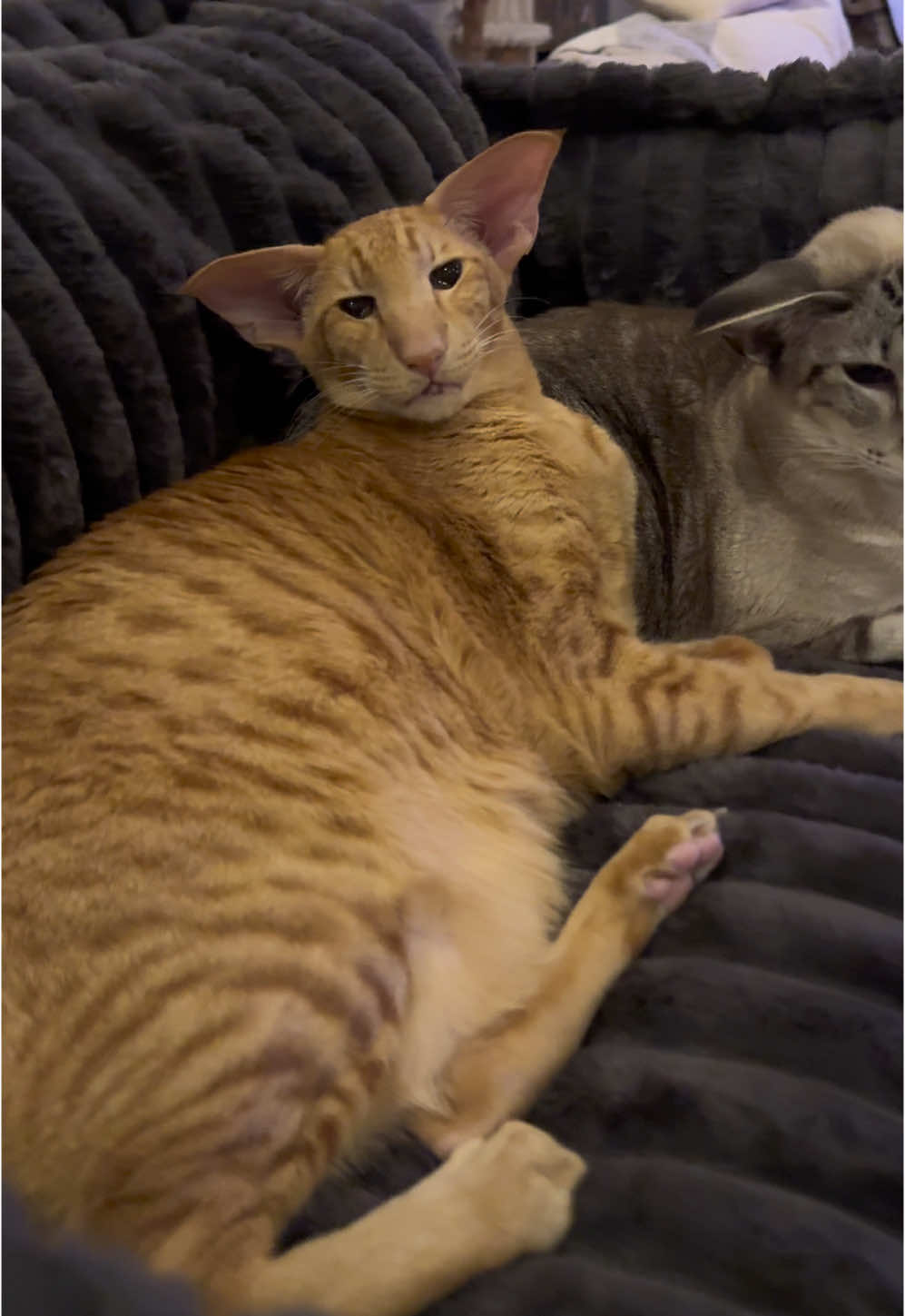 Santa brought a new bed for the Squad and Keebler says he approves 🧡🩶 #orientalshorthaircat #orientalcat #orientalshorthair #peterbald #cat #tiktokcats #cattok #catsoftiktok #foryou #fyp #funnycat #tabbycat #orangecat 