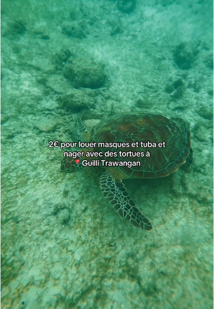 A côté de Bali, au îles Guili, ne ratez pas ça, pour seulement 2€ la journée! 🤩🐢🤿 #bali #snorkeling #turtle #guilitrawanganisland #swim 