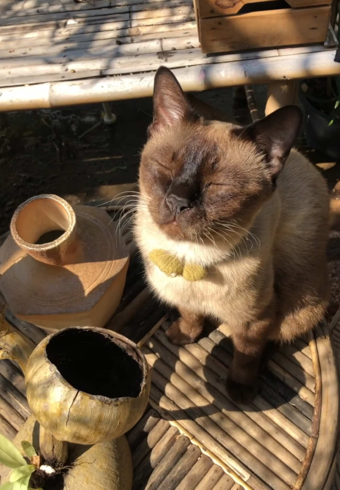 #วิเชียรมาศ #siamesecat #กูชอบหมา 