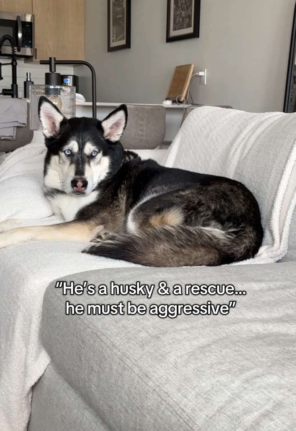 Tough guy💪 #fyp #huskiesoftiktok #dog #rescuedog #doggo #husky #dogsoftiktok #funny #cute 