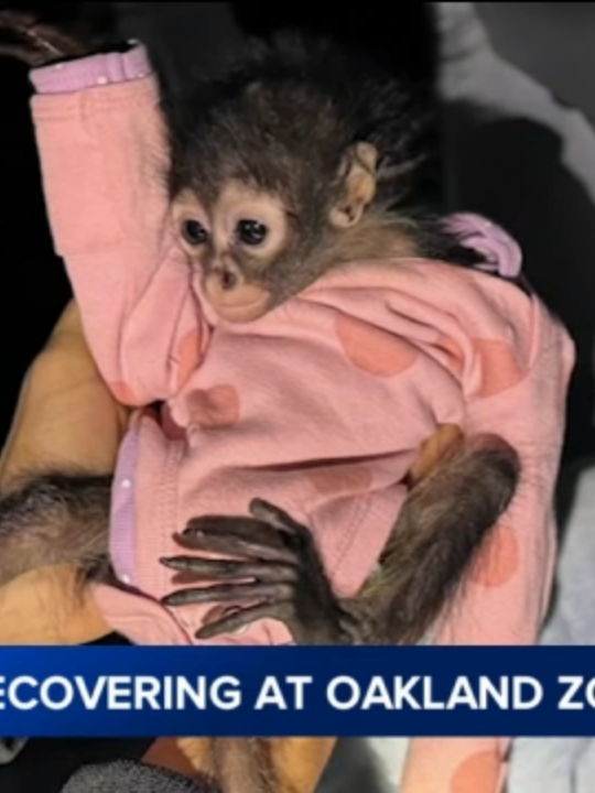 A severely malnourished spider monkey found in a Rolls Royce in central California during a DUI traffic stop is now recovering at the Oakland Zoo.