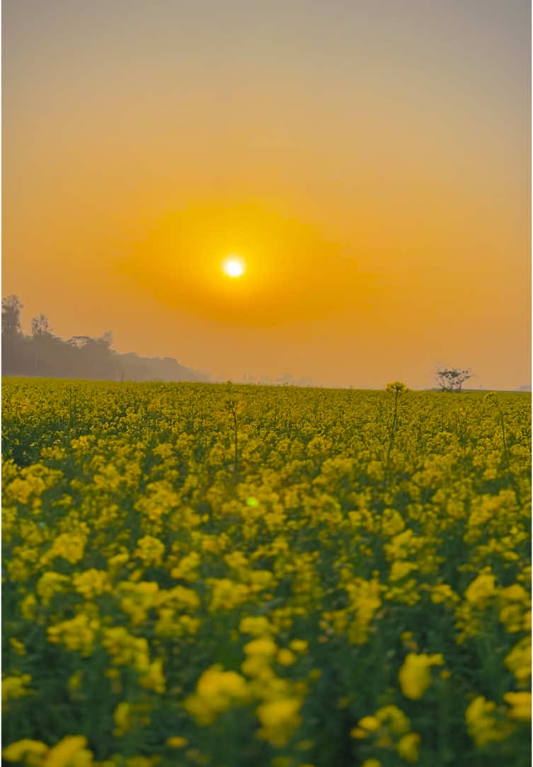 • সরিষা ফুল তুমি ছুঁয়ে দিও তাকে আমি ঘুমের ঘরে প্রতিদিন'ই স্বপ্নে দেখি যাকে -//࿐ #প্রকৃতি #sky #tree #fyp #fypシ #fypシ゚viralシ #unfrezzmyaccount #tiktok #shorts #song #weather #views #reels #nature #natural #scenery #foryou #trending #viral #viralvideo #sunset #flowers #NaYaN #NaYaN56 @TikTok @tiktok creators @TikTok Bangladesh 