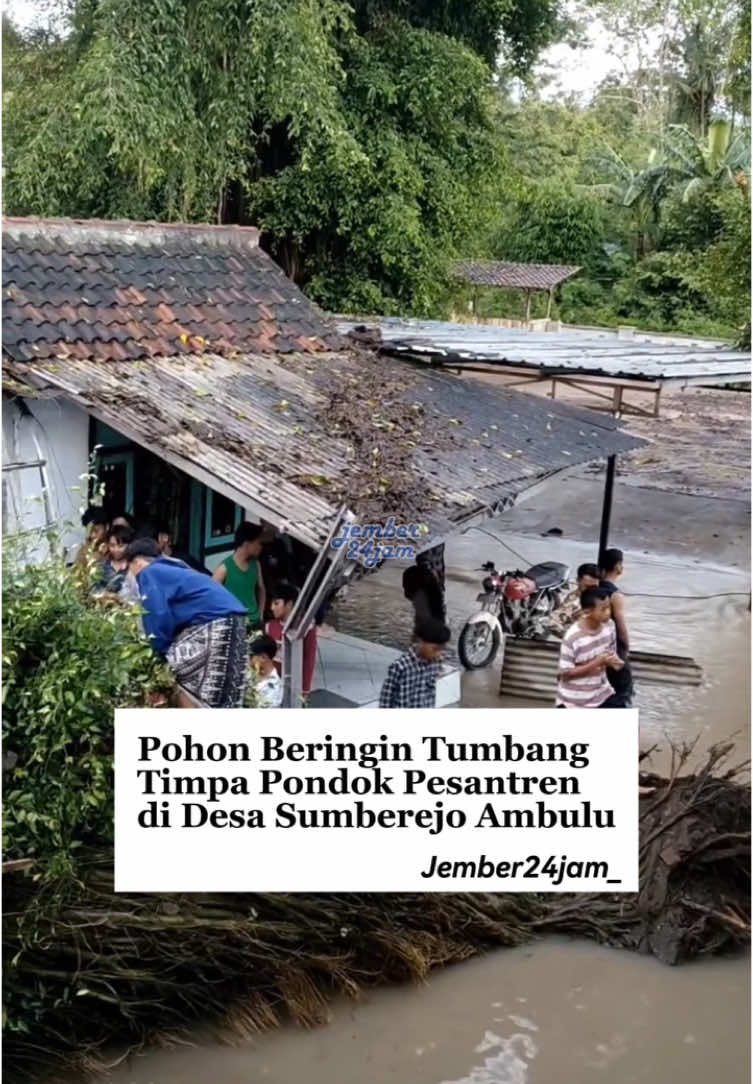 Sebuah bangunan Pondok Pesantren Nahdlatul Arifin di Jalan Watu Ulo Kedungkaji, Desa Sumberejo, Kecamatan Ambulu, Jember. Rusak parah tertimpa pohon besar. Musibah ini terjadi saat hujan pada Sabtu (4/1/2025) petang. Perkiraan usia pohon yang sudah puluhan tahun menjadi penyebab pohon tersebut tumbang. Pohon beringin yang tumbang ini menimpa salah satu bangunan yang ada di area Pondok Pesantren Nahdlatul Arifin. Beruntung tidak ada k*rb4n j*wa dalam peristiwa ini. . Video : Kiriman Warganet #jember24jam #explorejember #fyp #fypシ゚ #beritajember #jember #jatim 