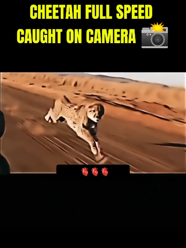 CHEETAH FULL SPEED CAUGHT ON CAMERA 📸🔥🤯 #wildanimals #wild #fy #trend #fyyyyyyyyyyyyyyyy #fyp #standwithkashmir #fypシ #growmyaccount #unfreezmyaccout #chita #cheetah 