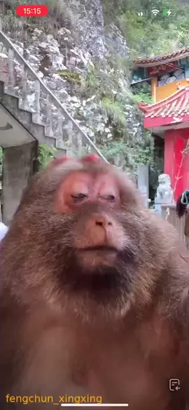If Xing Xing could talk, he would definitely throw in a few playful insults! #onearmmonkey #amazinganimals #humananimalbond #wildlife #protectwildlife #wukong #Nature #2025