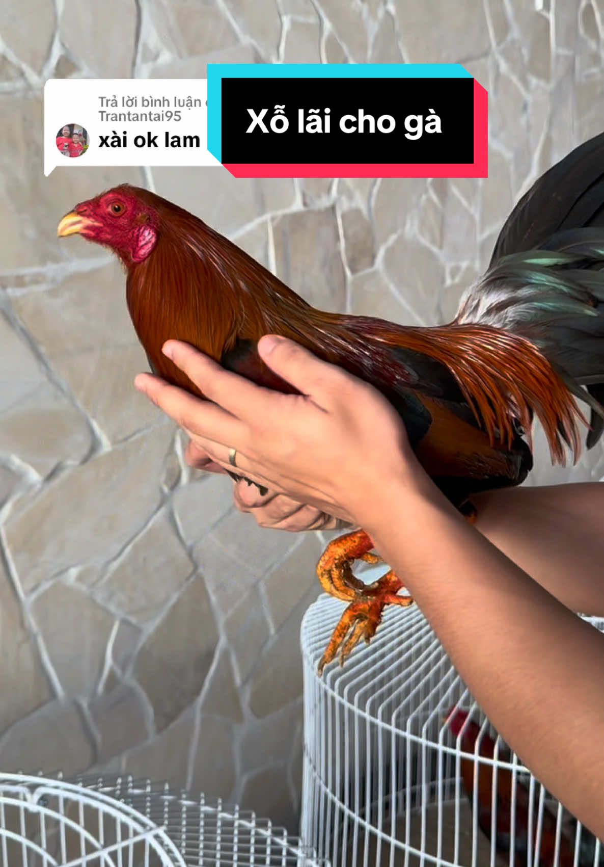 Trả lời @Trantantai95 êm nha anh em #tinfarm #gà @Tinfarm shop 