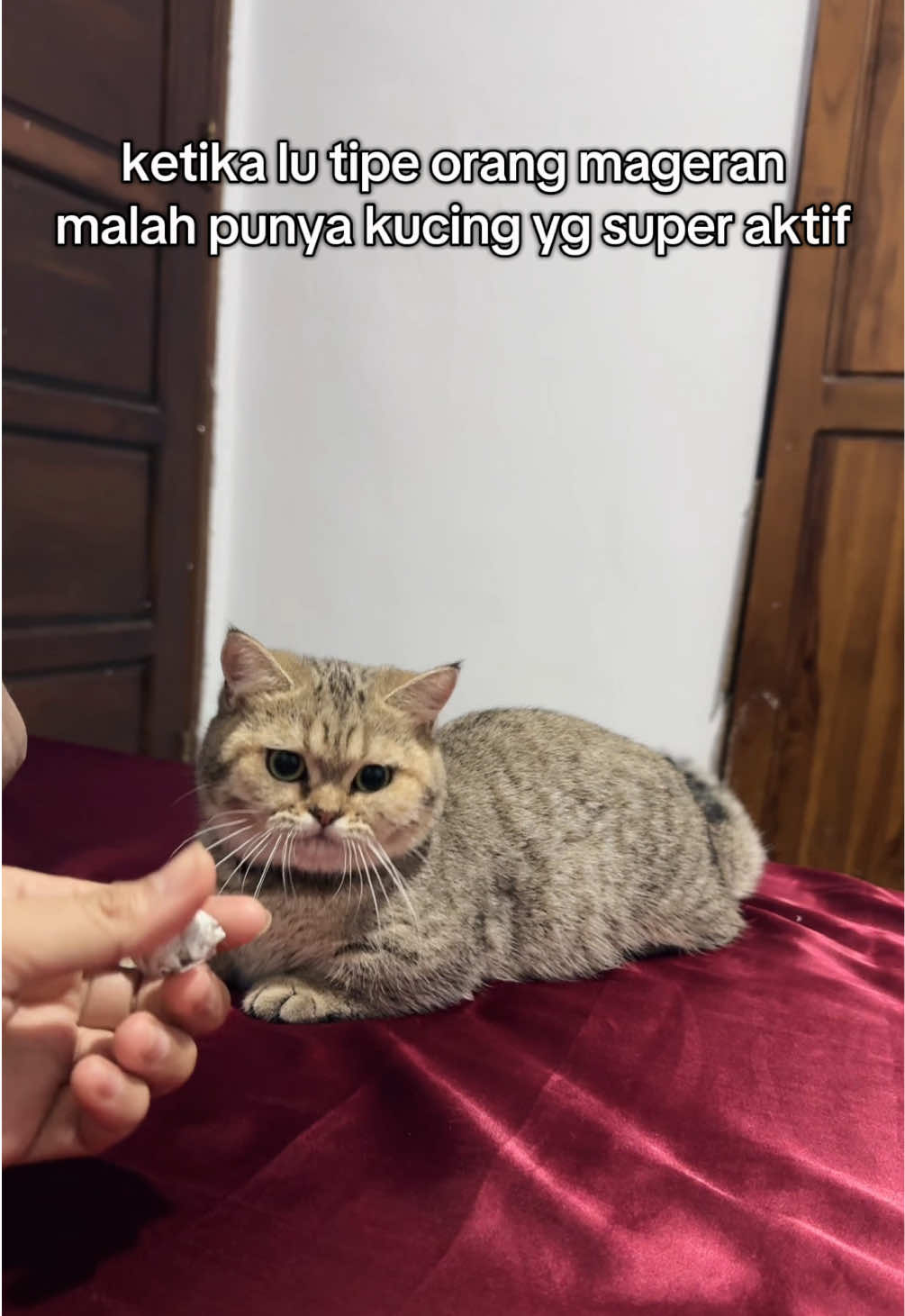 liat gua lengah dikit minta ajak main bola lempar ini kucing