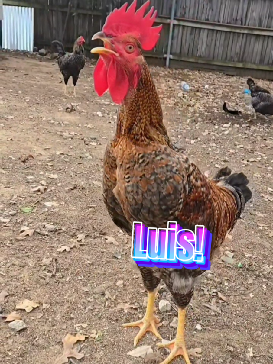 Prins calls 📞  for Luis🤣 Llamando a Luis🤣. #luis #rooster #chicken #memestiktok #funnyanimals #chickens #memesdaily #chickensoftiktok #chickenhappyhour #🤣🤣🤣 #risas #lavaqueritatx #lachicapoderosa💞 #paratiiiiiiiiiiiiiiiiiiiiiiiiiiiiiii #fyp #fypシ 