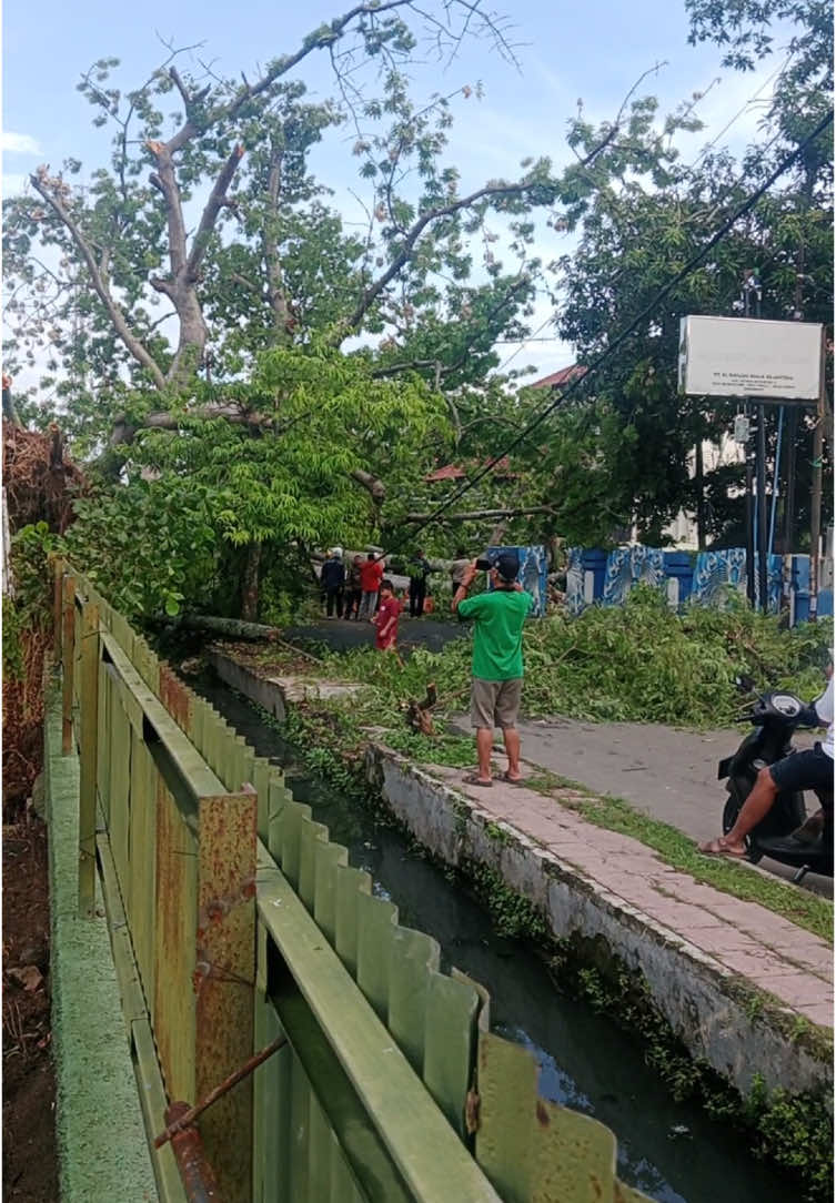 Laka udan laka angin witan randu paling gede ning Indramayu tumbang.