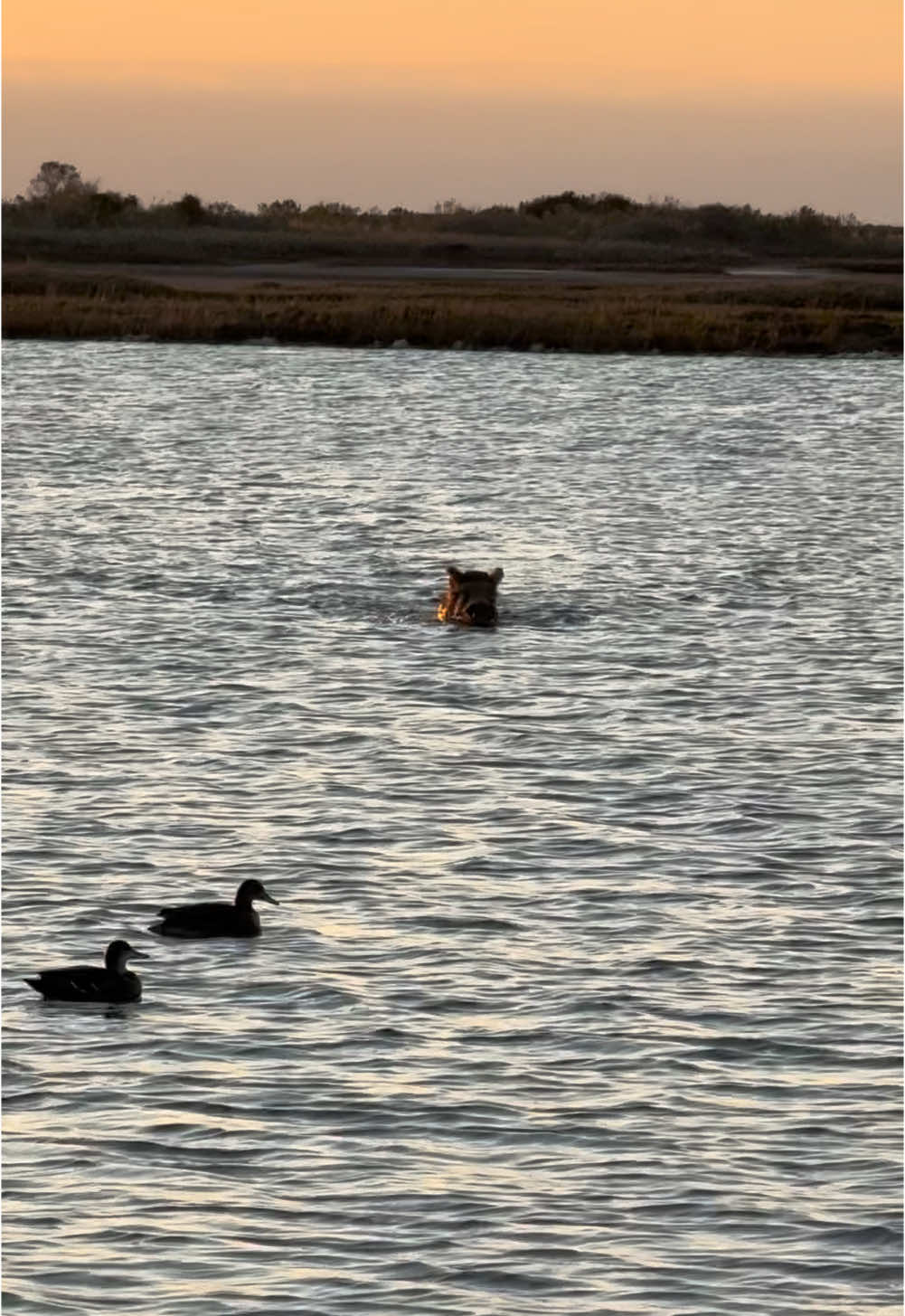 Who else has had a boar try an snag a decoy for breakfast? #southtexas #duck #duckhunting #texasduckhuting #hunting #hunt #waterfowl #godscountry #ducksunlimited #pintail #boar #pighunting #hog 