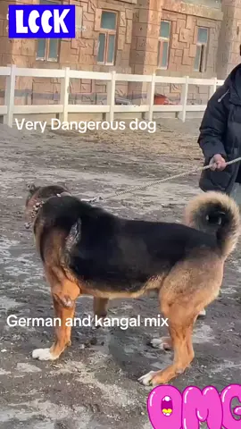 German and kangal mix breed #dogfights #fyppp #beautifulanimals #videography 