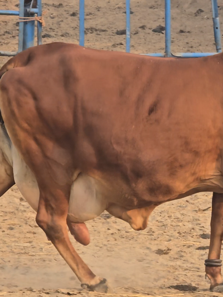 Pyari 2, Almost ready! #cholistanicow #cholistani #cholistan #cow #sahiwalbreed #nature #topmilker #sahiwalcow  @Cholistani Cows Usman GILL @Dr Asif Bajwa @Sajid bukhari290hr @Hakim_Ali_Randhawa_PTI @Basharat Randhawa .Team,PTI 