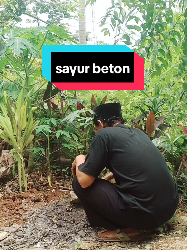 madang ama sayur beton #betawinyablak #betawiasli #orangbetawi #betawi 