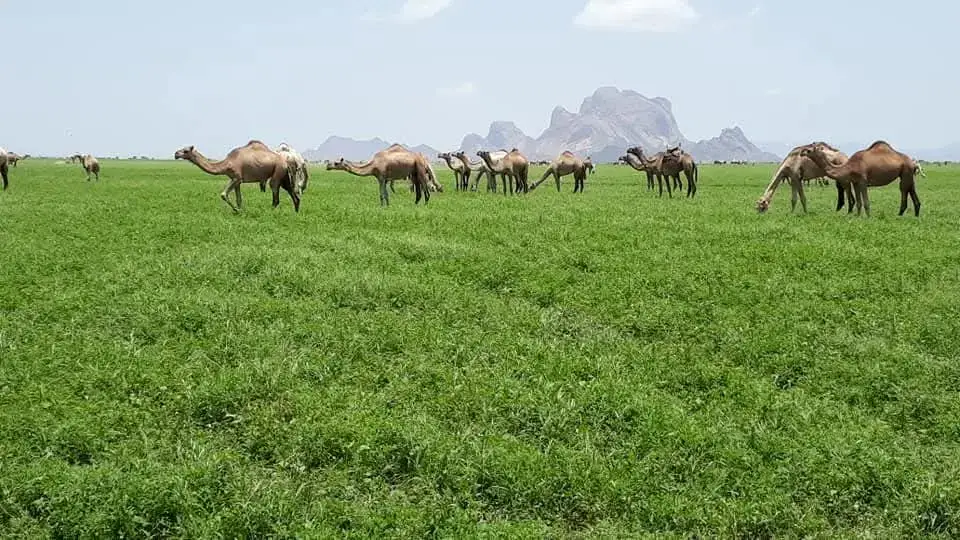 #الرشايده 