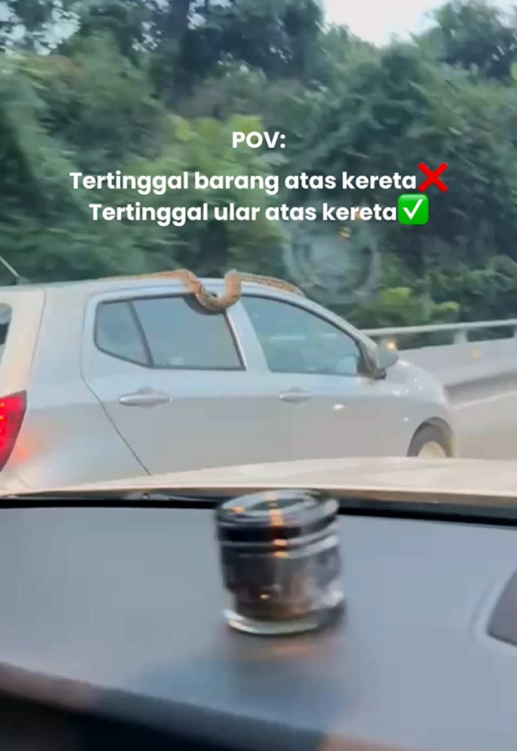 Mesti ular pun nak makan kat Tropika Ioi Putrajaya kan🤣 #tropikadining #MRR2 #ularsawa #trending