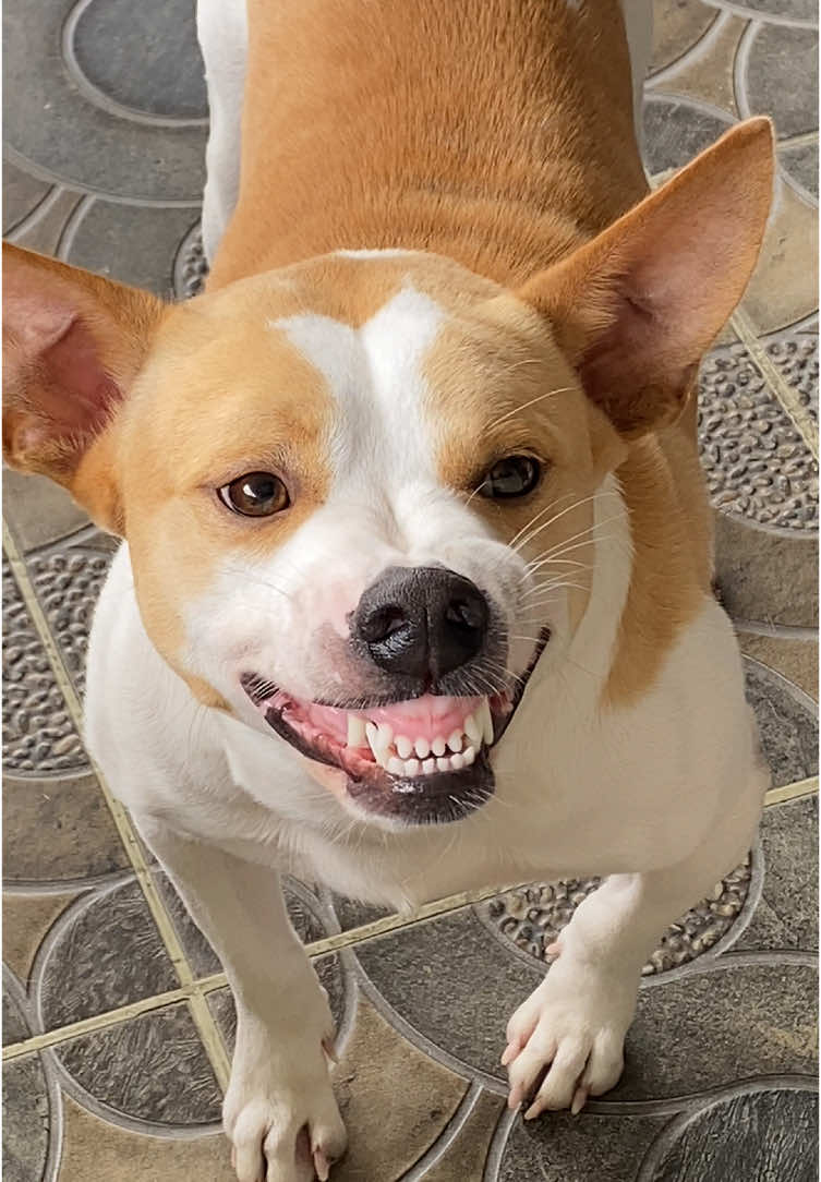 gigi showing off his teeth 🐶 #dogs #dogtok 