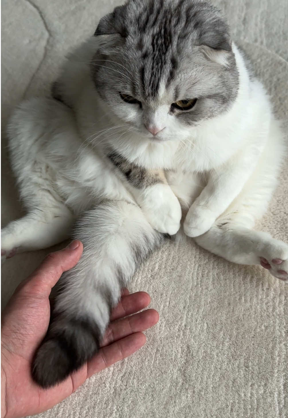 ケンチャナ😾🖐️#cat #猫 