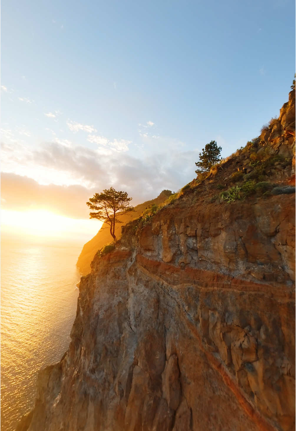 The most beautiful tree in Madeira? 🌳 Definitely the one with the best view. 