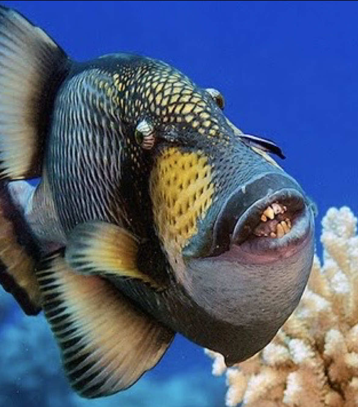 The titan triggerfish, a master of underwater demolition, uses its strong, beak-like jaws to crush coral and shells with ease. The sharp crunch resonates through the water, creating a unique reef soundscape. By breaking down coral into sand, it plays a vital role in shaping the ecosystem. Beware, though ☝🏻 this stunning fish is fiercely territorial during nesting season! ‼️⚠️ #TitanTriggerfish #UnderwaterSounds #CoralCruncher #MarineEcosystem #ReefLife #OceanWildlife #MarineBiology #UnderwaterWorld #NatureSounds #EcoBalance #Scubadiving #Tauchen #RedSea #Egypt 