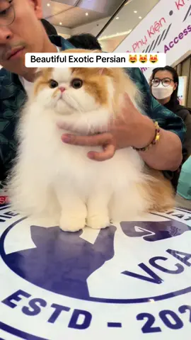 Beautiful Exotic Persian 😻😻😻  #fyp #catsoftiktok  #persiancat 