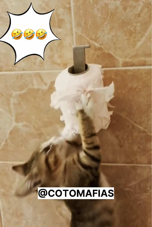 😂So funny cats video😂 #funnycat #badcat #gatosgraciosos #funnypets #funnyvideo #cattiktok 