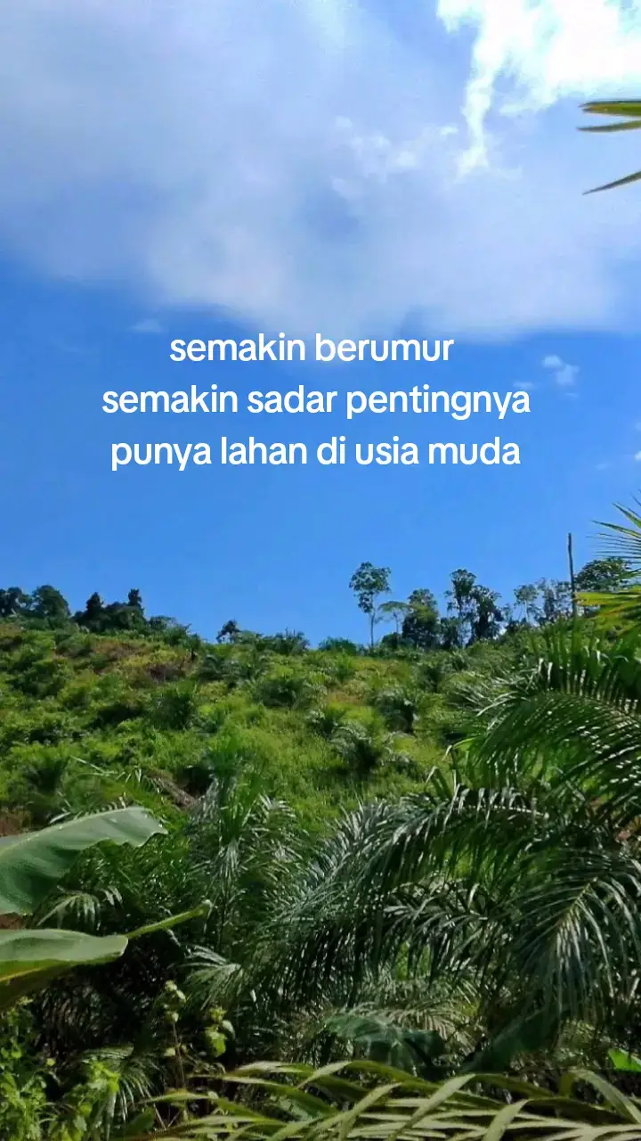 #fypviral#sawit#sawitontiktok#bibitunggul#sawitkalimantan #petani##petanisawitsukses🌴#petanisawitindonesia🇮🇩 