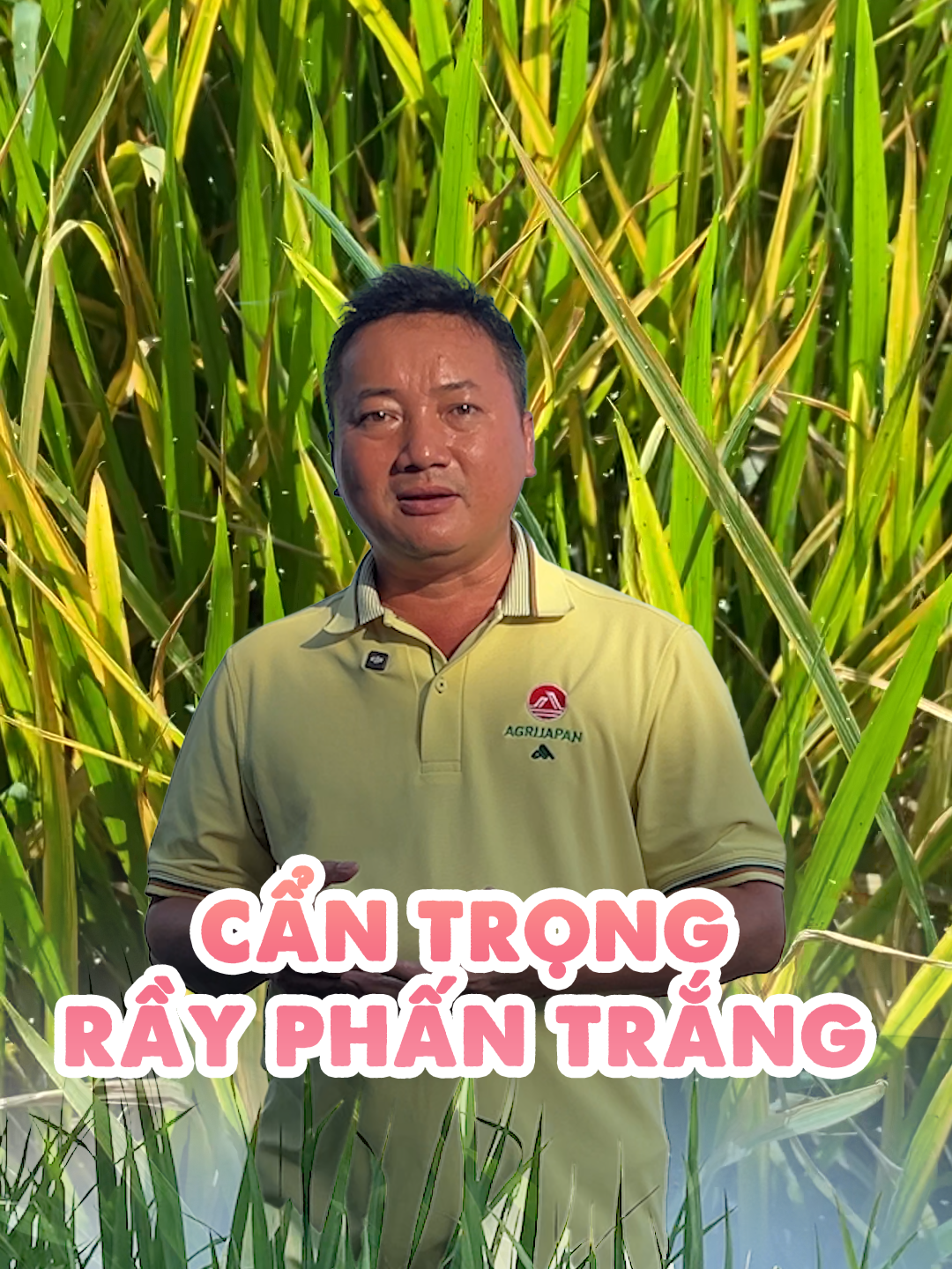 Cẩn trọng với rầy phấn trắng #agrijapan #vuagrijapan #nongnghiep #fypシ゚ #xh #vangla #rayphantrang