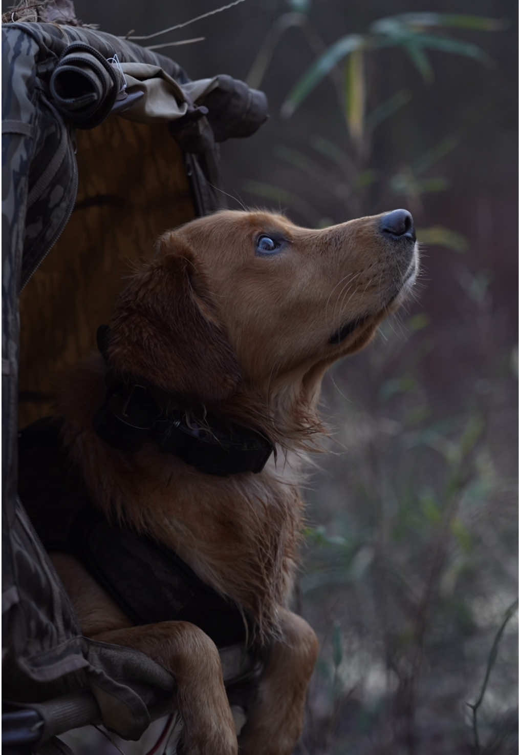 Eyes to the sky  #ducks #duckhunting #mallards #greenheads #timber #duckseason #sam #sambo #sammy #goldenretriever #gundog 