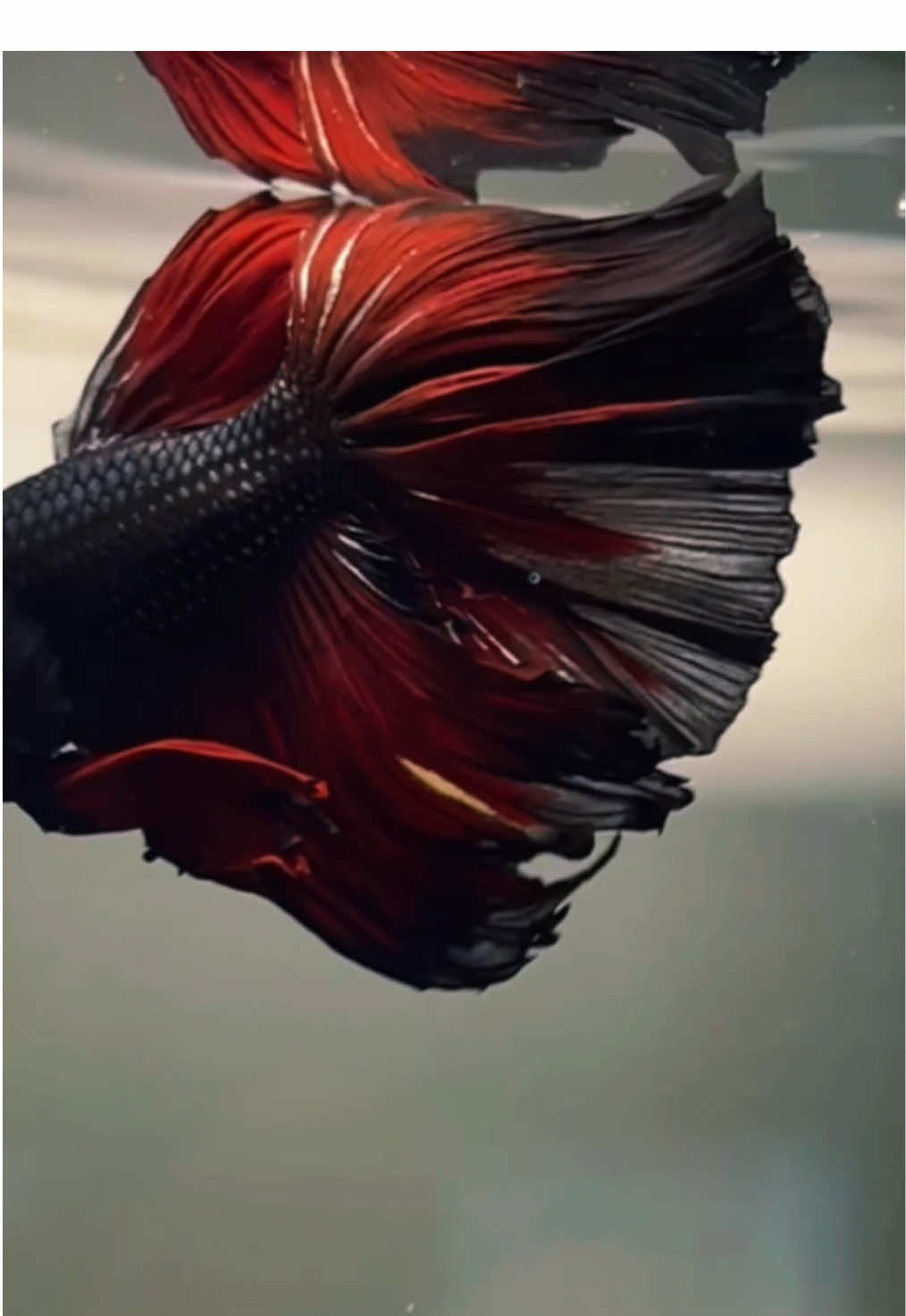 Meledaakkk….. #cupanghias #cupangindonesia #halfmoonbetta #blackvampire