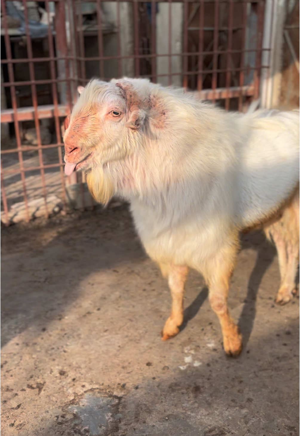 Bakra for sale #bakra #sale #viralvideo #vip 