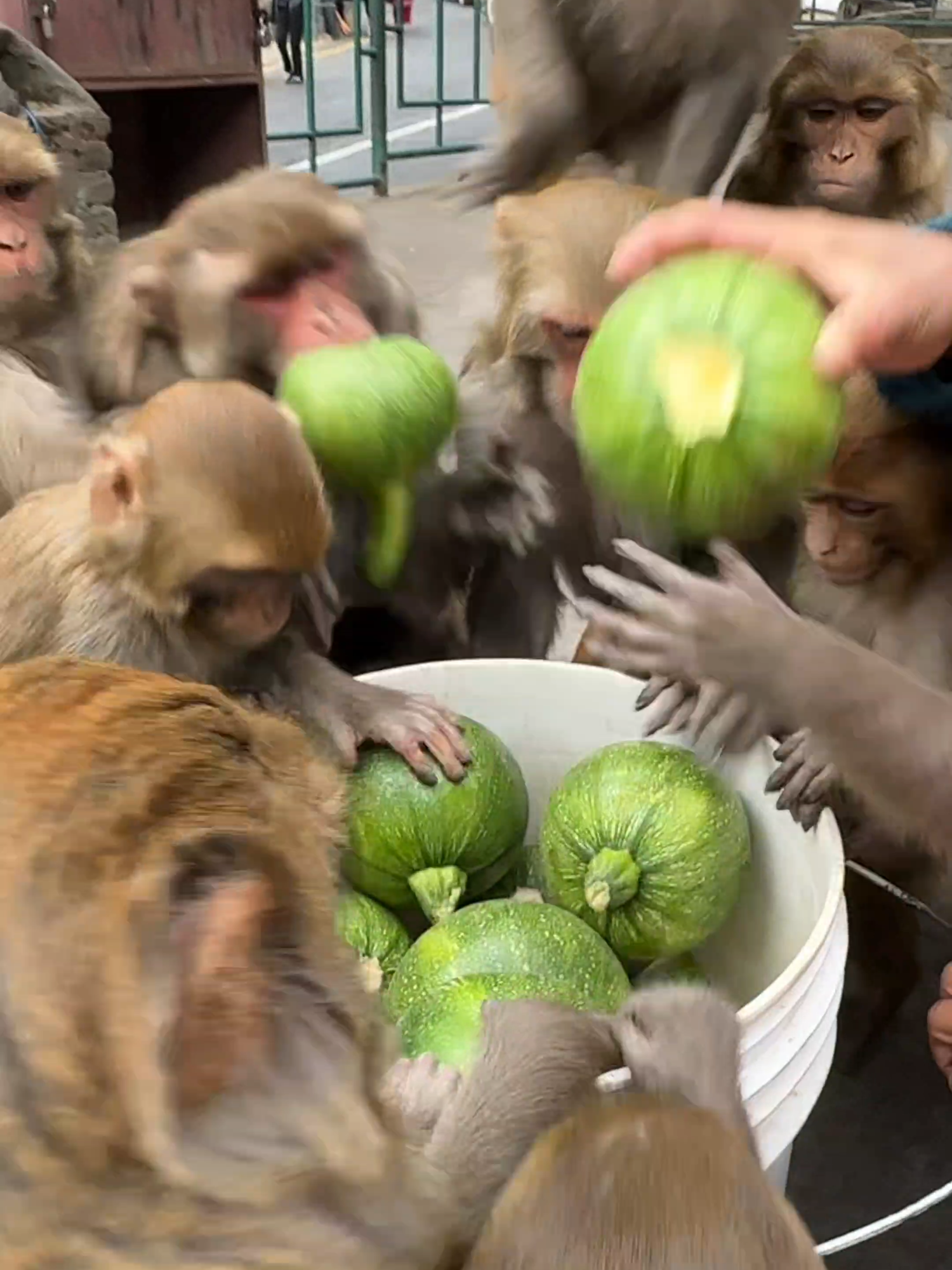 These monkeys love pumpkins so deliciously #animals #loveanimal #feedinganimal #monkey #animal #animalcare #usa🇺🇸