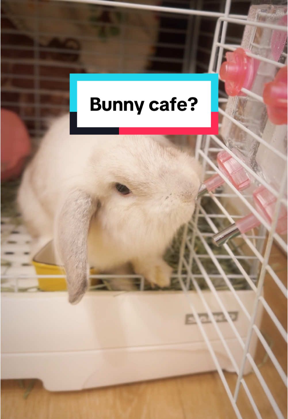 Podcast is “Lindy’s Garden” ♥️ #podcast #foryou #lindysgarden #deepvoice #voiceover #hands #littlebunny #イケボ #daddy #boyfriend #fyp #fy #littlebunnyguy #bunnyguy #bfe #japan
