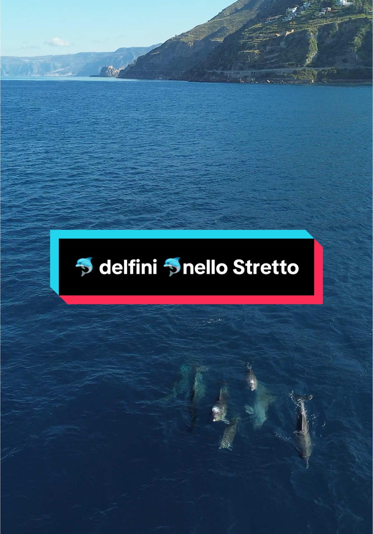 Stretto tra Scilla e Cariddi📍I delfini 🐬 giocano come se fossero in piscina #calabria #strettodimessina #mare #sicilia #delfin ##delfino #massimobellantoni77 