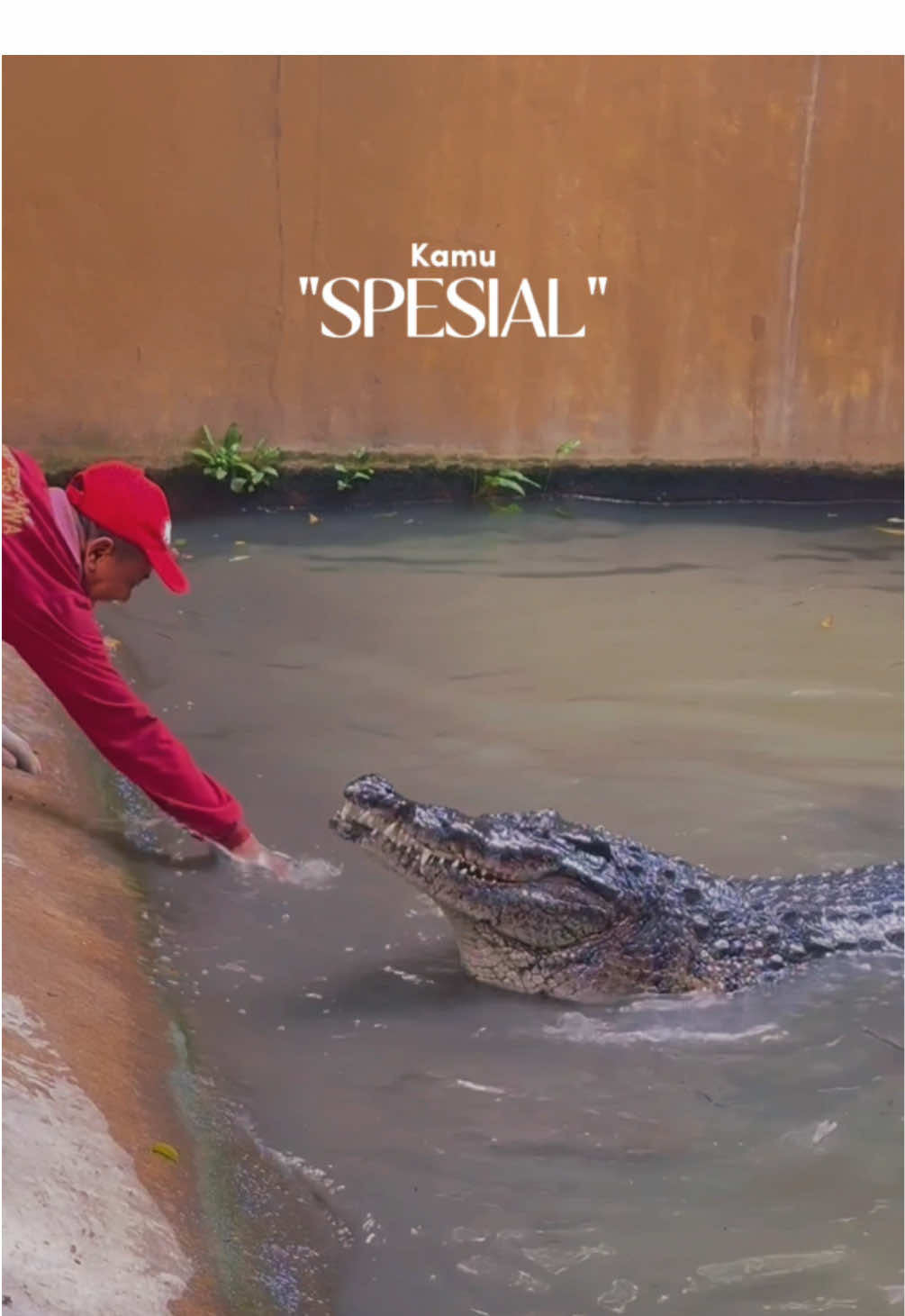 Ada gak sih pawang buaya darat ?🐊🤣✌🏻  • • #perawatsatwa #keeper #zookeeper  #pawang  #pawanghujan  #pawangsinga  #pawangular  #pawanggajah #keeperganteng  #mahout #mahoutgajah  #mahoutgajahviral  #singa  #lion #gajah #kebunbinatang  #zoo  #komododragon  #komodo  #pulaukomodo  #singa #buaya  #buaya🐊  #buayadarat  #crocodile  #tunneljoyoboyo  #exploresurabaya  #wisatasurabaya 