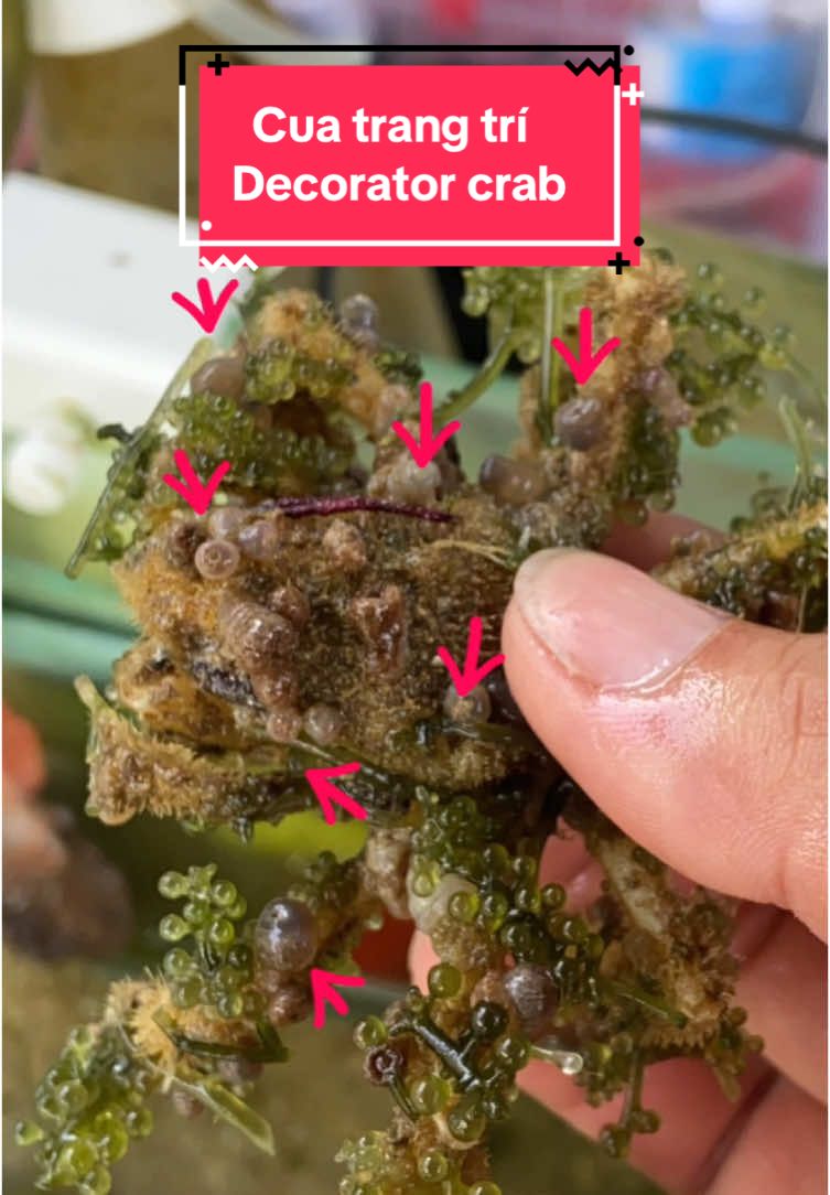 Cua trang trí Decorator crab khả năng gắn san hô lên lưng. #decoratorcrab #reef #reeftank 