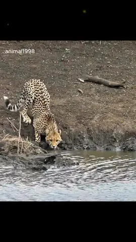 A compilation of crocodile underwater attacks #animal #wildanimals #tiktokforyou #crocodile 