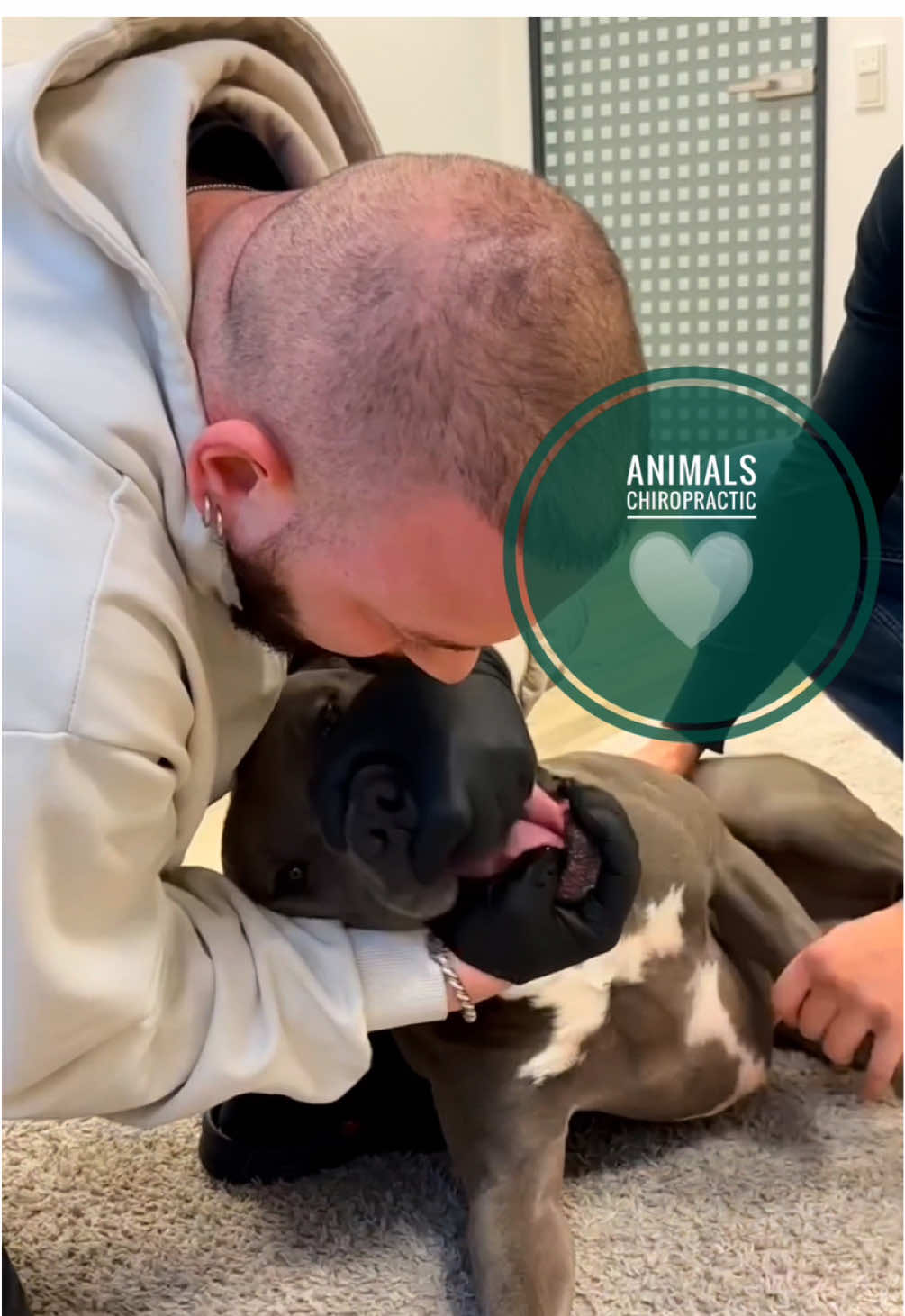 Animals with back pain 🥹🥹 • • • #foryou #asmr #animal #animals #tiere #chiropractortiktok #türkiye #dogsoftiktok #hundeauftiktok #bochum #chiropractic 