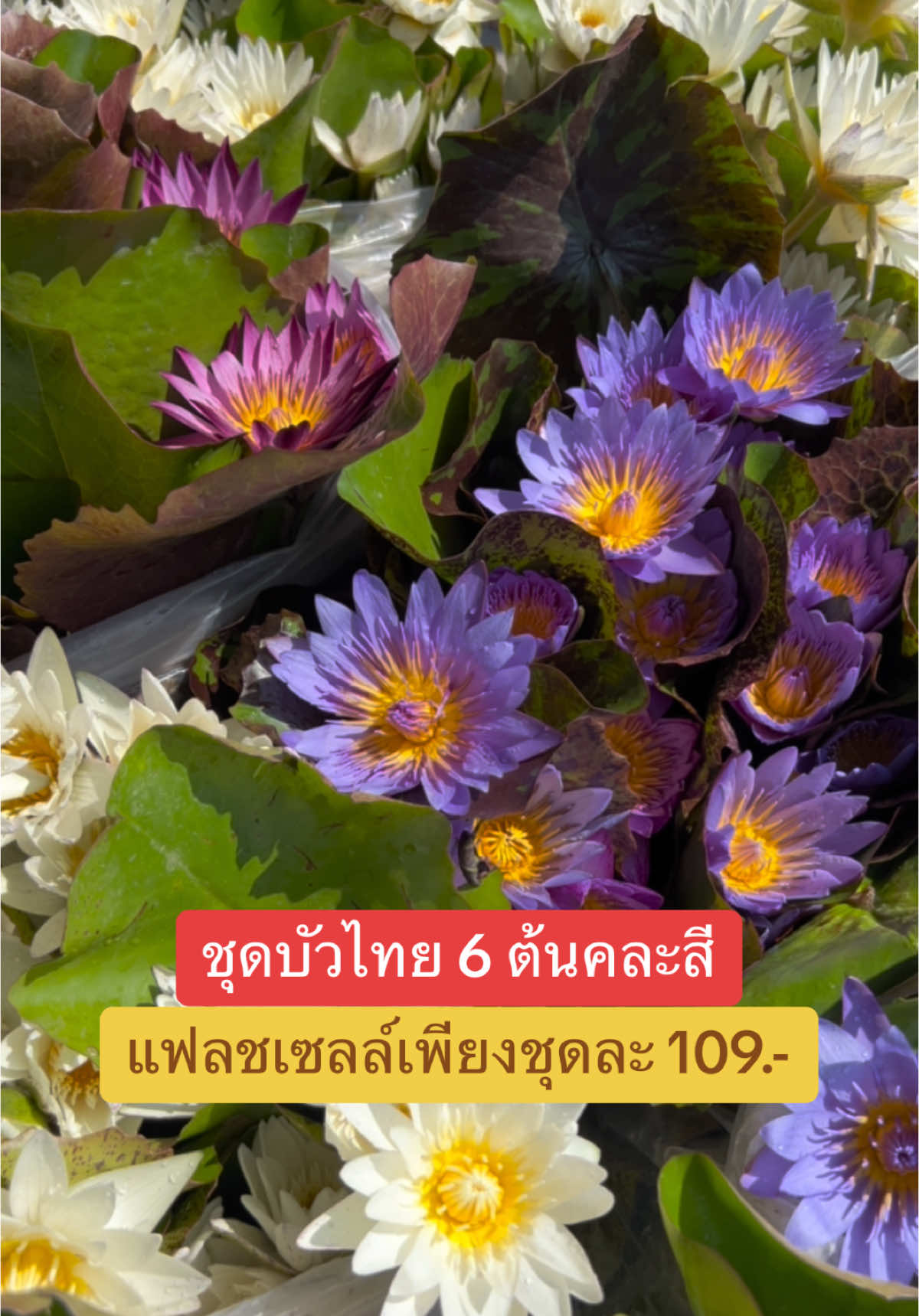 ชุดบัวผันบัวไทย 6 ต้น คละสี ปลูกง่ายดอกดก แฟลชเซลล์เพียงชุดละ 109.- บาท#ปลูกบัว #บัวสวยงาม #เทรนด์วันนี้ #กดตะกร้าเพื่อสั่งซื้อ #ช๊อปปิ้งออนไลน์ #ไลฟ์นี้ที่tiktok 