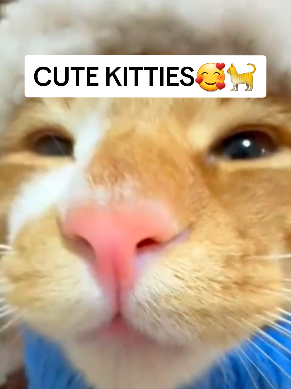 The last one is by far the cutest little kitty ever🥰 | Cute kitten videos #kittensoftiktok #catsoftiktok #cutecat #kitten #funnypets #funnycat #funny #fyp #funnyvideos #funnyanimals #catlover 