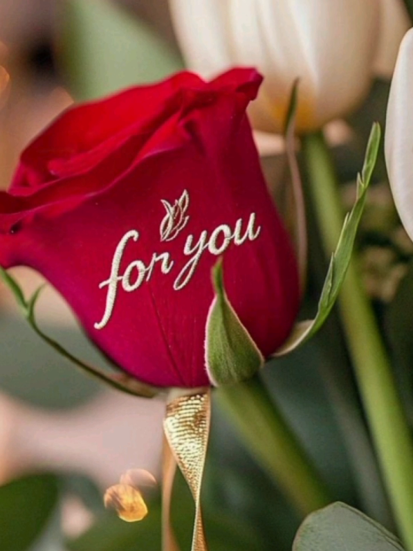 happy Rose Day  Meri jaan🥰🌹🌹🌹🌹🌹💯💫🖇️///