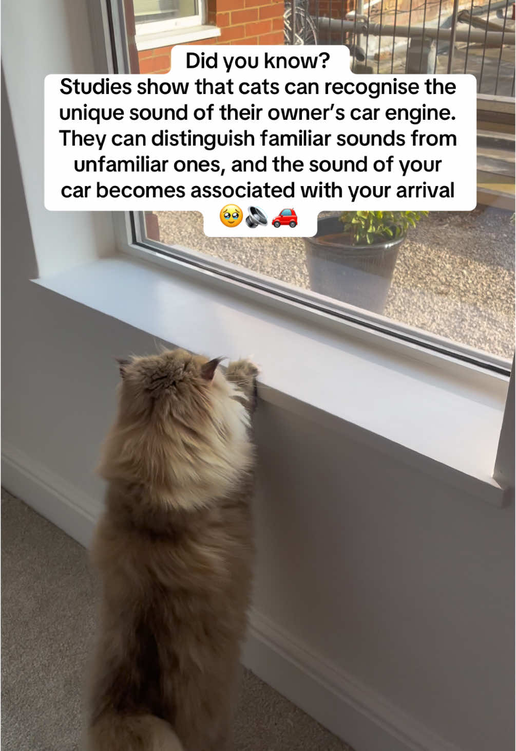 does your cat do this?🐱 #catsoftiktok #foryou #foryoupageofficiall #fyp #cats #foryoupage 