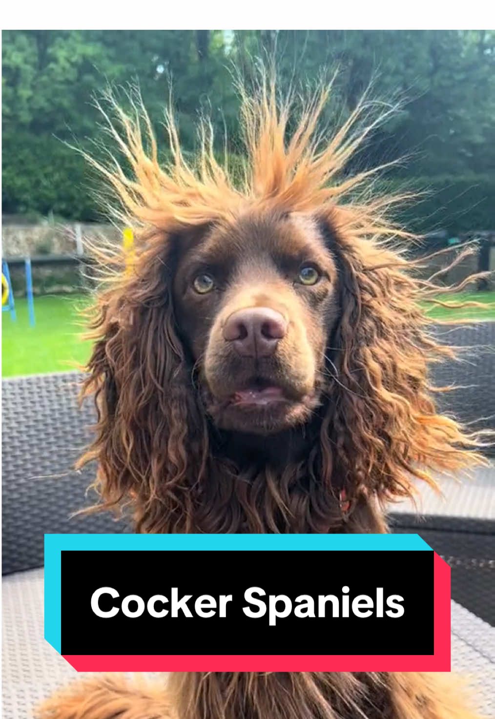 Thinking about getting a Cocker Spaniel? 🐶 Think again... 
 
 #cockerspaniel #cockerspanielsoftiktok #cockerspanielpuppy #funnyvideos😂 #dog #dogsoftiktok #dogs #spaniel #roast #savage #viraldog #viralvideos #viralvideotiktok #viralvibes #viralvideo🔥 #puppy #doglovers #spaniellife #funnydogmoments #dogbehavior #puppiesofinstagram #cockerlove #dogstagram #doghumor #cheekydogs #dogmeme #spanielsofinstagram #dogownerslife #doggosdoingthings #puppyantics #dogdadlife #dogsbeingdogs #spaniellovers #dogvideoclips #funnydogsoftheday #lifeasapuppy 
